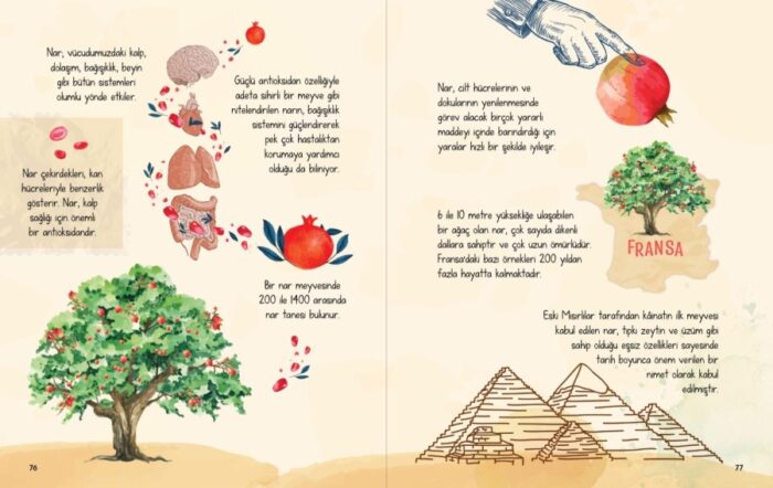 AYET AYET KEŞFET BİTKİLER – Bild 3